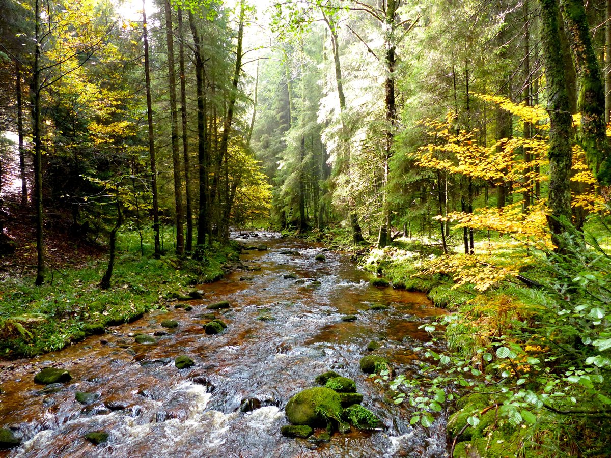 a clear stream flowing through lush, untamed forest, used symbolically for eden.