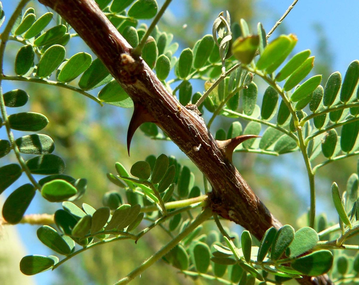 thorns on an acacia branch, used symbolically for the fall.