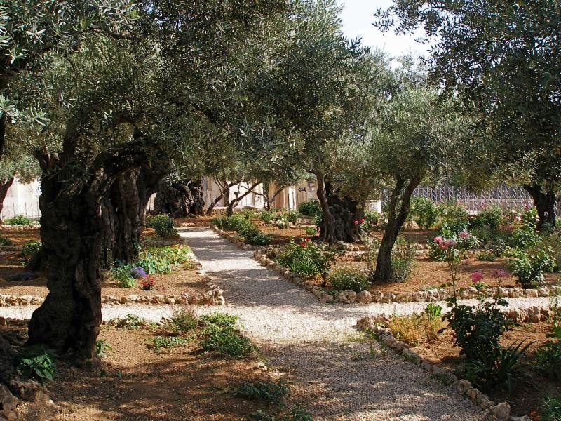 olive trees and paths in the garden of gethsemane in jerusalem.