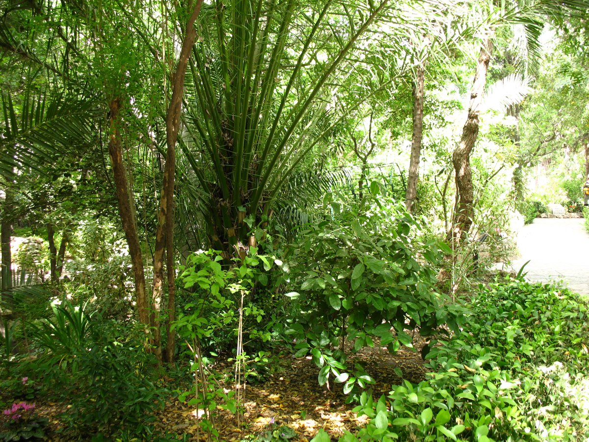 lush foliage in the garden surrounding the garden tomb in jerusalem, a traditional site associated with Jesus’s burial and resurrection.