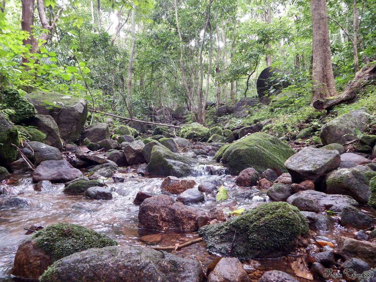 a flowing stream through a lush forest, used symbolically for restored creation.