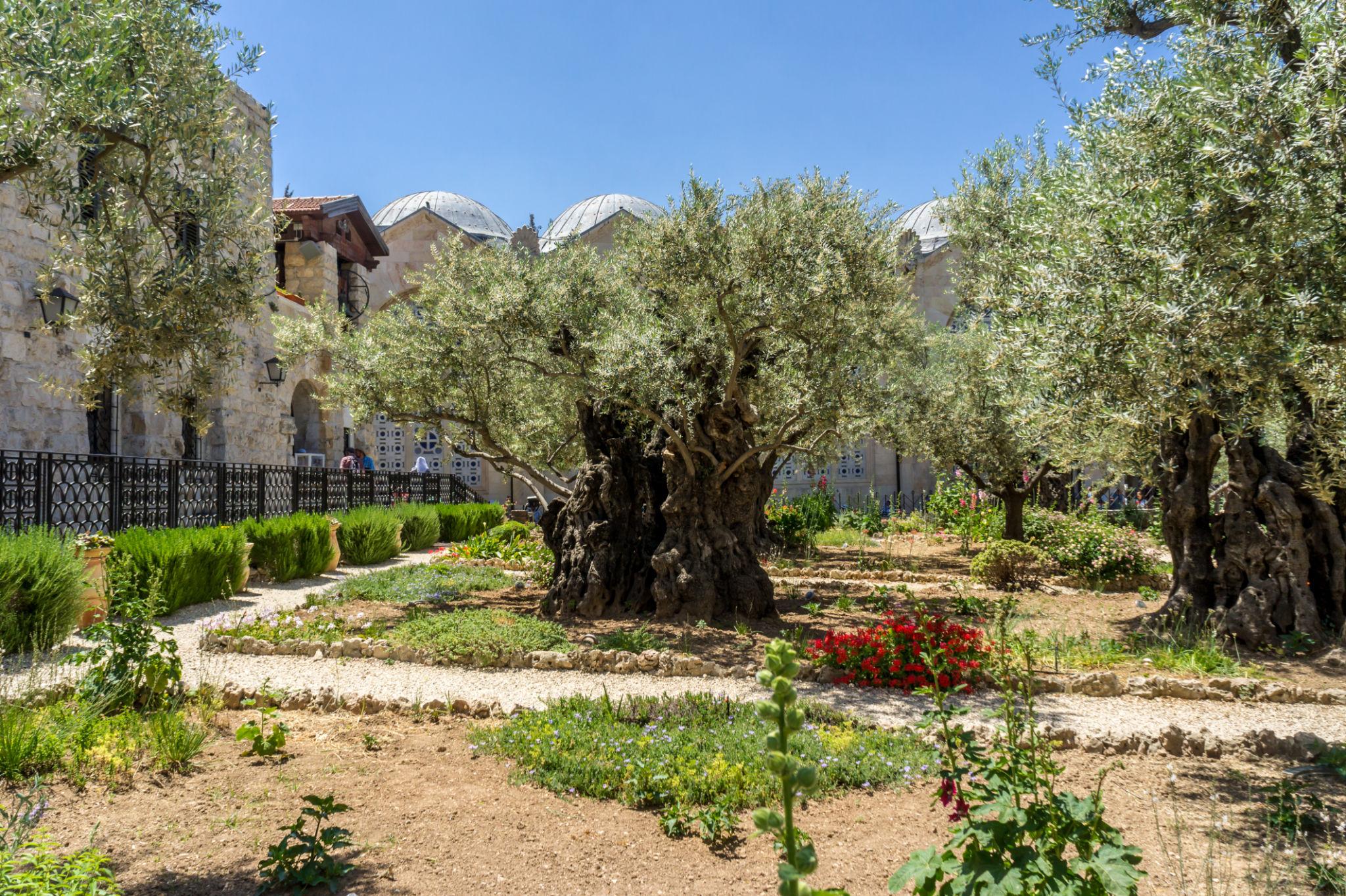 ancient olive trees in a garden