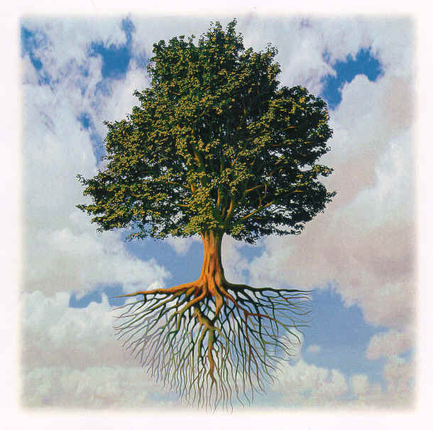 original tree, roots facing upward